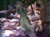 20060823150404-HPIM0016.jpg