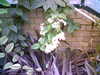 20060823151658-HPIM0027.jpg