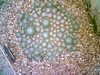 20060823152329-HPIM0034.jpg