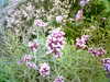 20060823152943-HPIM0038.jpg