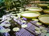 20060823153933-HPIM0044.jpg