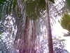 20060823155703-HPIM0060.jpg
