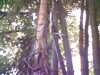 20060823155730-HPIM0061.jpg