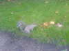 2006-09-26:Squirrel
