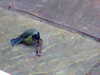Image001.jpg