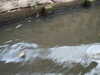 20070409100222-PICT5309.JPG