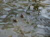 20070409113025-PICT5331.JPG