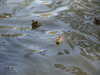 20070409113030-PICT5332.JPG