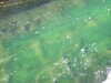 20070608130040-DSCF0398.JPG