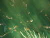 20070714231643-DSCF0743.JPG