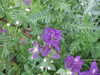 20070715175619-DSCF0806.JPG