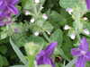 20070715175631-DSCF0808.JPG