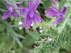 20070715175637-DSCF0809.JPG