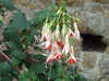 20070715175703-DSCF0810.JPG