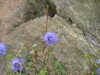 20070716203625-DSCF0890.JPG