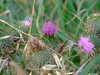 20070716203737-DSCF0892.JPG