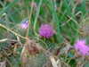 20070716203745-DSCF0894.JPG