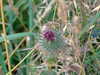 20070716203825-DSCF0896.JPG