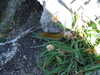 20070721140023-DSCF1041.JPG