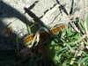 20070721140038-DSCF1042.JPG