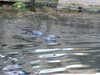 20070722104734-DSCF1080.JPG