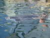 20070722105018-DSCF1085.JPG