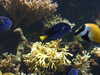 20070722111259-DSCF1107.JPG