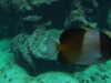 20070722111714-DSCF1117.JPG