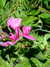 20070724160015-DSCF51.JPG