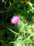 20070724160025-DSCF1210.JPG