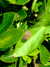 20070724160112-DSCF54.JPG