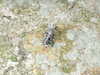 20070725103809-DSCF68.JPG