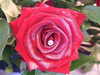 20070804174750-DSCF282.JPG