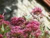 DSCF1452.JPG