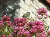 DSCF1453.JPG