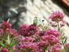 DSCF1454.JPG