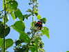 DSCF1458.JPG