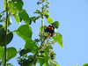 DSCF1459.JPG
