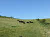 DSCF1462.JPG
