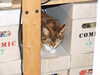 2007-10-08:Cat
