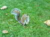 2007-10-12:Squirrel
