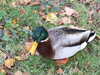 DSCF1592.JPG