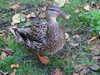 DSCF1594.JPG