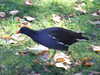 DSCF1595.JPG