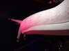 DSCF1681.JPG