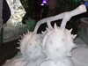 DSCF1684.JPG