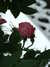 DSCF1837.JPG