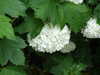 20080525140411-DSCF1833.JPG