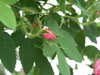 20080525140444-DSCF1836.JPG