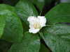 20080525140548-DSCF1839.JPG